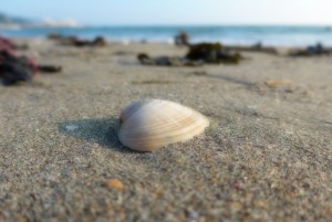 shellfish