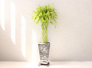 玄関に飾る観葉植物