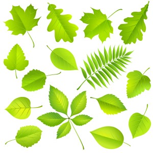 leaf-all