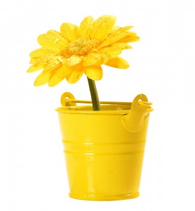 yellow-flower
